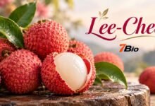 Lee-Chee