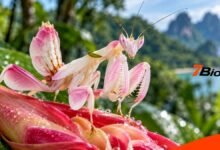 Orchid Mantis